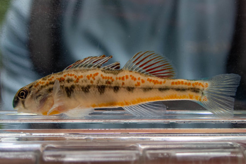 Snubnose darter specimen in a photarium, from an NPS survey