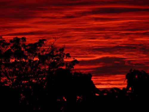 Blood red sunset sky over silhouetted trees