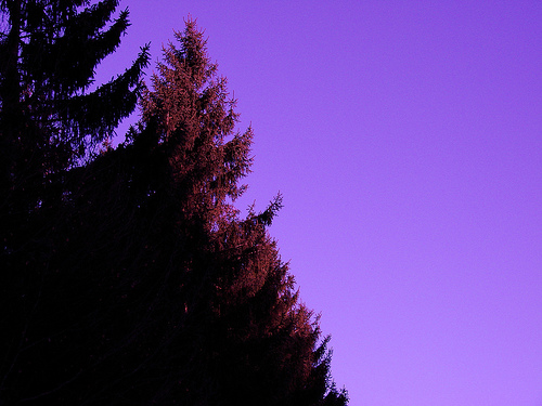 Violet dusk sky behind a dark pine