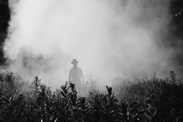 A solitary figure standing among plants in thick fog.
