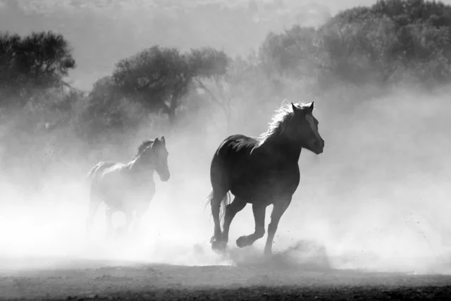 Horses running through mist or dust in black and white.